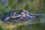Portrait of an Alligator