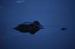 Profile Blue