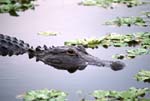 Swimming